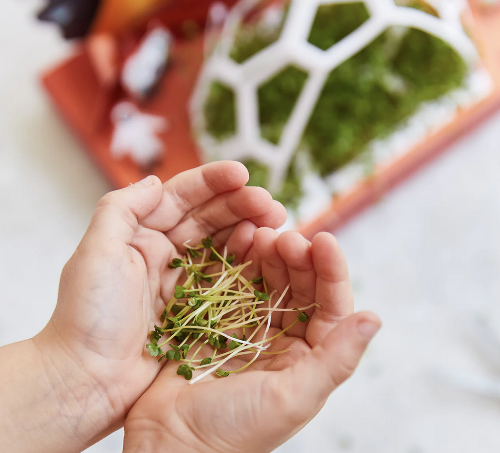 Microgreens Pop-Up Kit - Out of this World