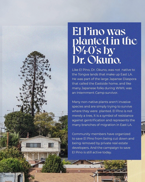 El Pino Candle - 12oz
